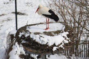 Storch-im-Schnee-025.jpgkle