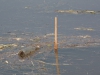 hochwasser-020