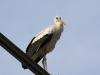 Storch-008